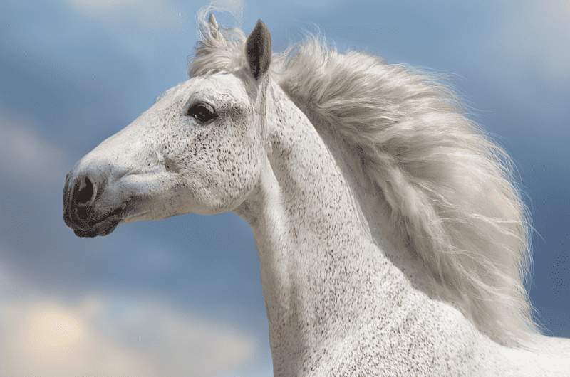 how to braid horse mane